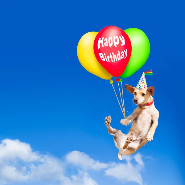 Dog hanging on balloon in  air at birthday party — Stock Photo, Image