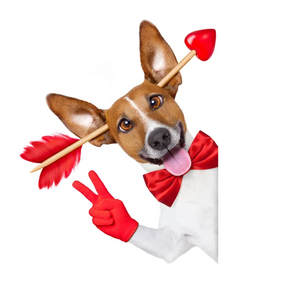 Verrückt in der Liebe valentines Hund — Stockfoto