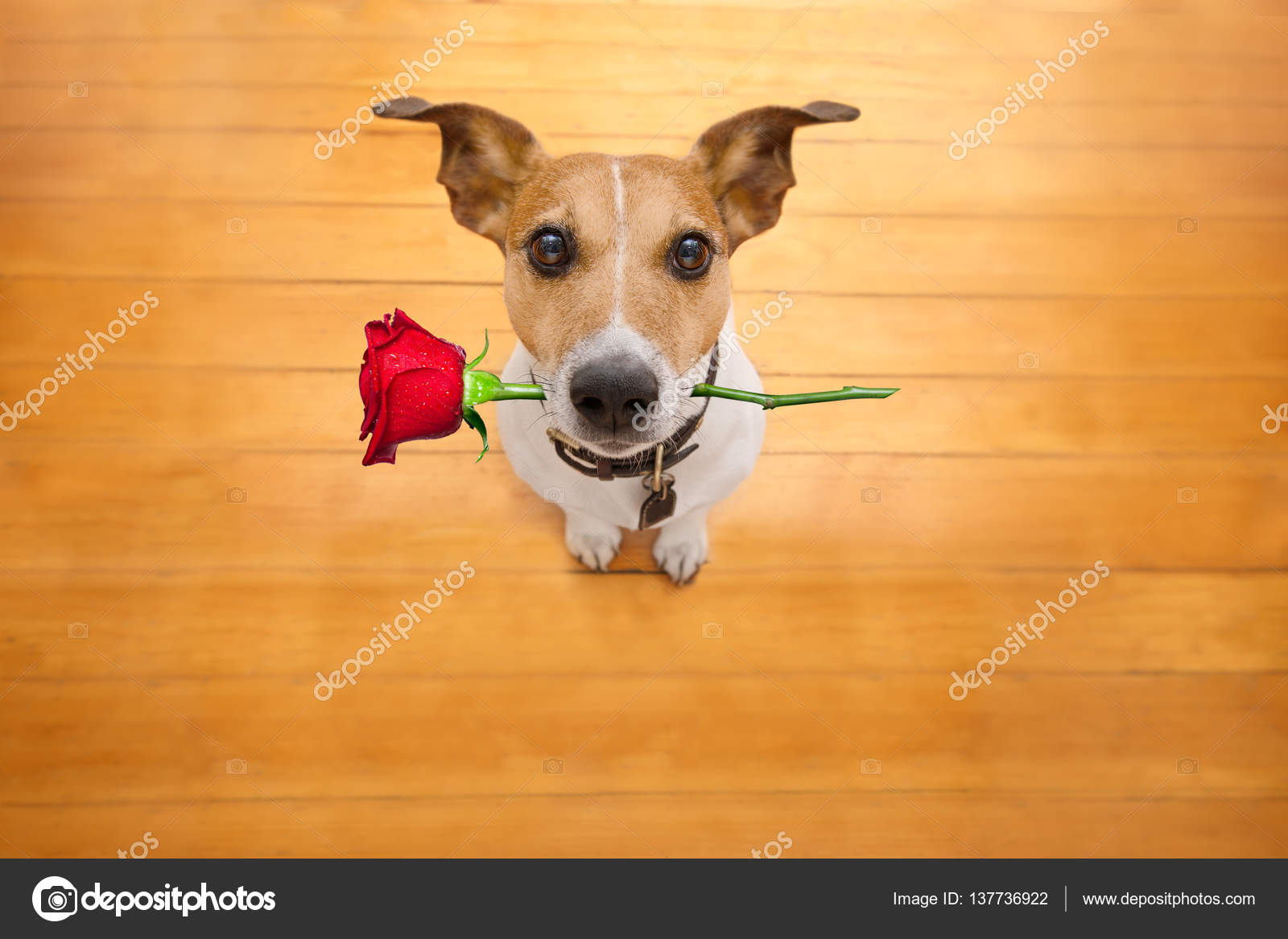 Натуральная еда для собак. Питание собак. Питание животных. Диета животных. Еда для животных.