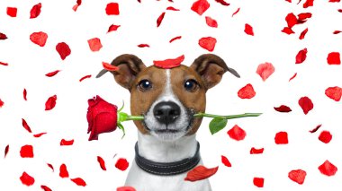 Sevgililer köpek aşık 