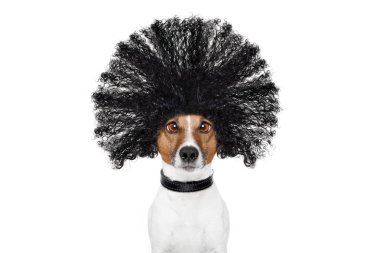 Kuaför, köpek bakım 