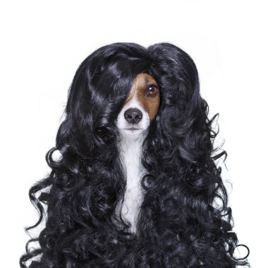 Kuaför, köpek bakım