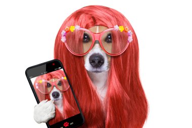 Kuaför, köpek bakım