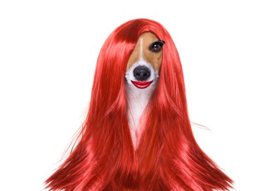 Kuaför, köpek bakım
