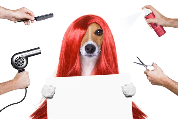 Pflegehund beim Friseur — Stockfoto