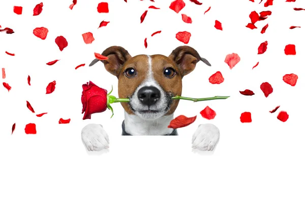 Valentines hond in liefde — Stockfoto