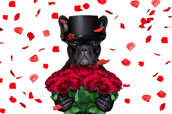 Valentines dog in love — Stock Photo, Image