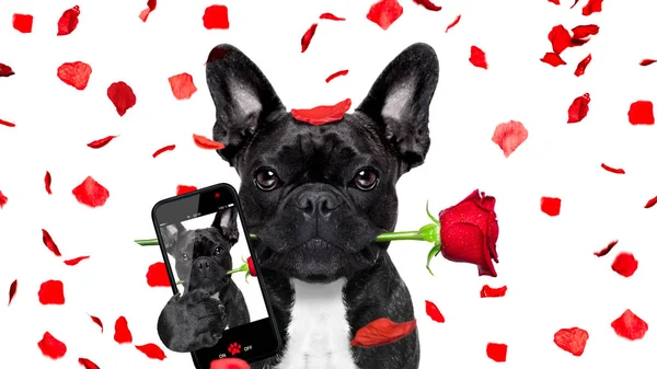 Valentim cão selfie no amor — Fotografia de Stock