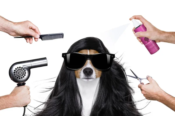 Pflegehund beim Friseur — Stockfoto