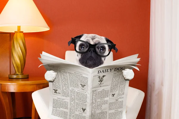 Собака читає газету вдома — стокове фото