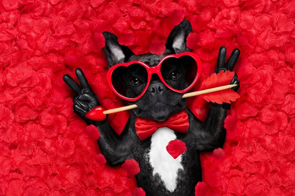 Valentines dog in love — Stock Photo, Image