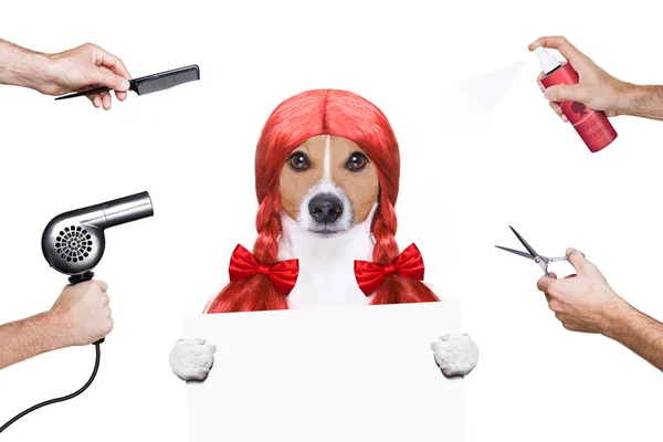 Pflegehund beim Friseur — Stockfoto