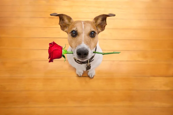 Valentines dog in love with rose in mouth — Stock Photo, Image