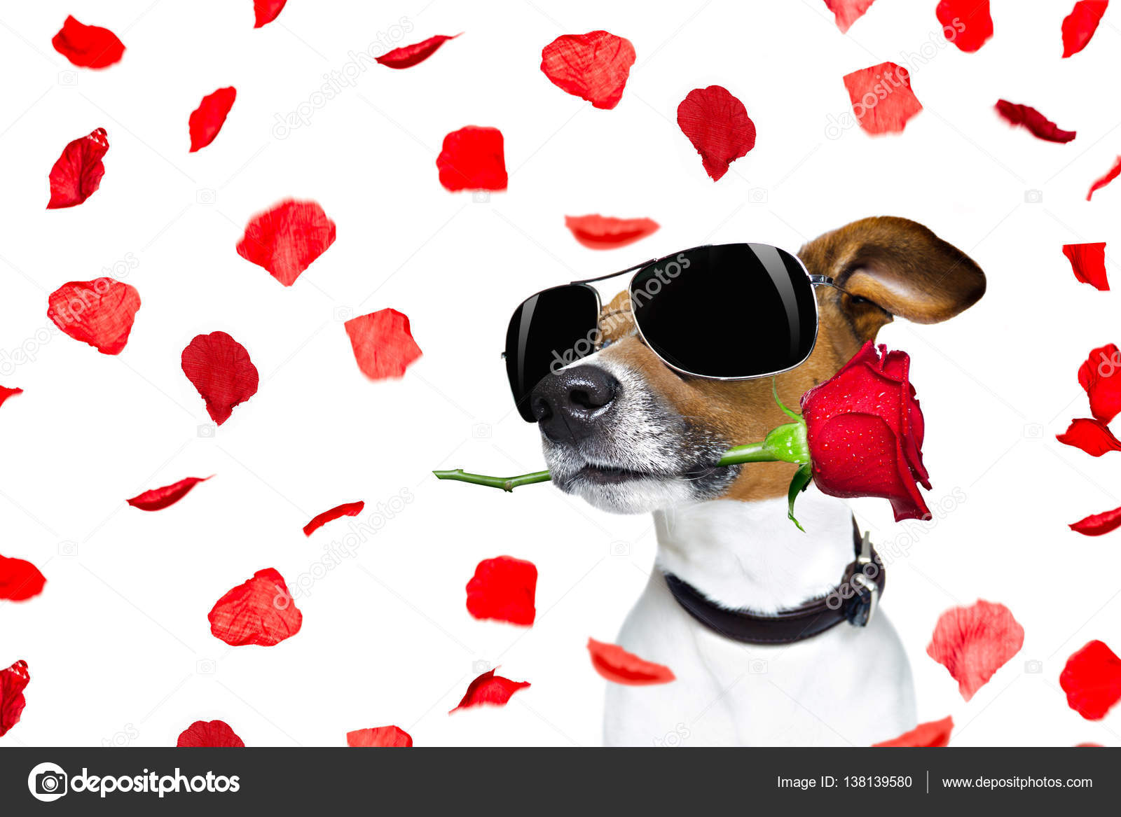 Valentinstag Hund stieg ins Maul Stockfotografie lizenzfreie Fotos