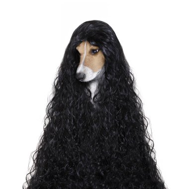 Kuaför, köpek bakım