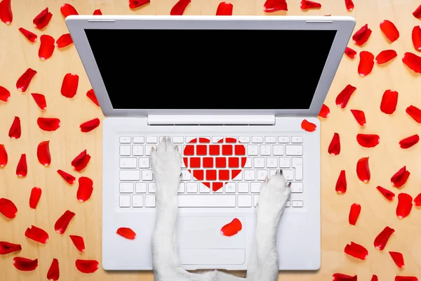 Valentines day dog, dating online on a chat — Stock Photo, Image