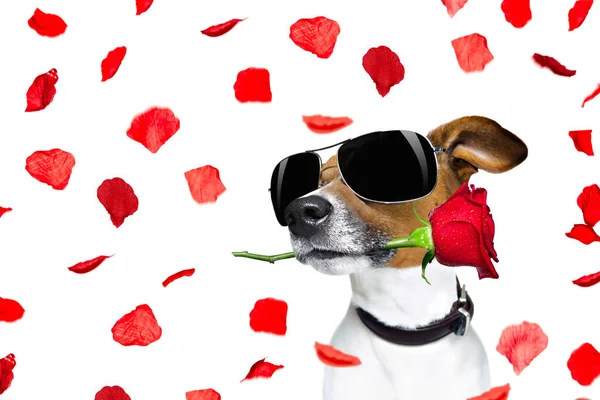 Valentines day dog rose in mouth — Stock Photo, Image