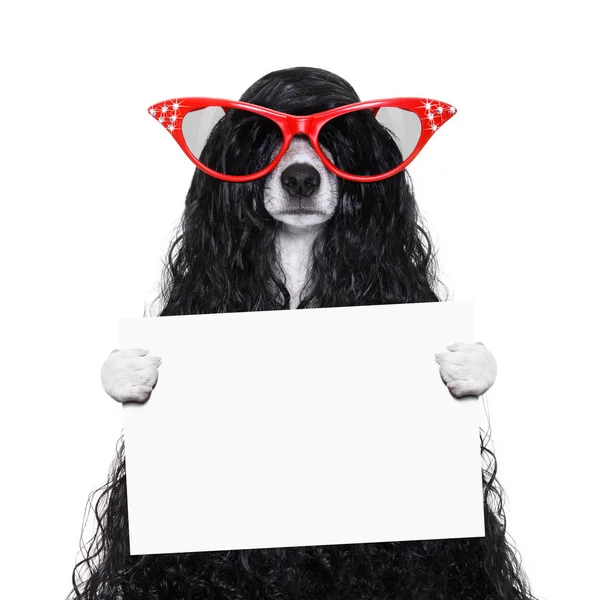 Grooming dog at the hairdressers — Stock Photo, Image