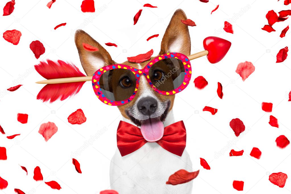 crazy in love valentines dog 