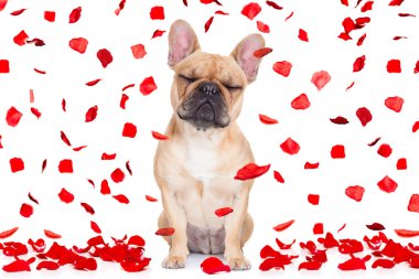 Sevgililer günü köpek deli aşık