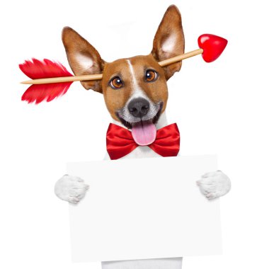 Sevgililer günü köpek deli aşık