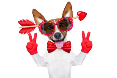 çılgın aşk Sevgililer köpek 