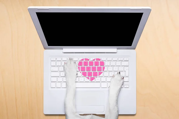 Valentines day dog, dating online on a chat — Stock Photo, Image