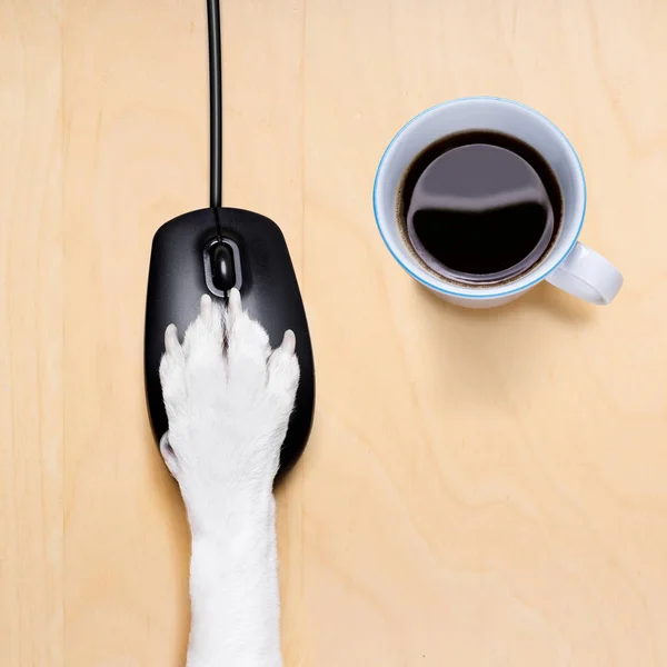 Click with paw on computer mouse — Stock Photo, Image