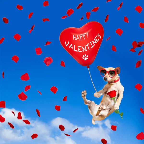 Pies, wiszące na balon w powietrzu na Walentynki — Zdjęcie stockowe