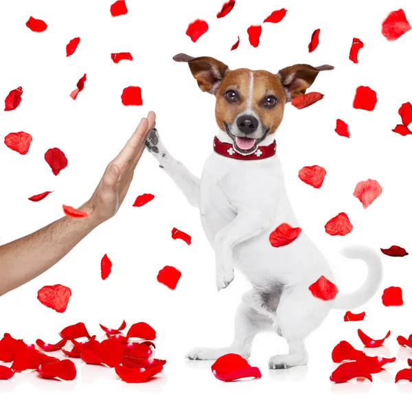 Valentines hond verliefd op hoge vijf poot — Stockfoto