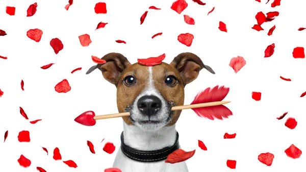 Божевільний у коханні валентинки собака — стокове фото