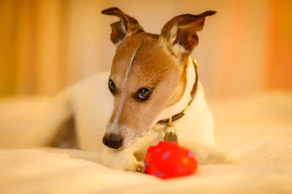 Cão na cama com bola ou brinquedo — Fotografia de Stock