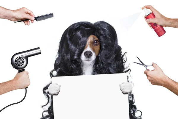 Pflegehund beim Friseur — Stockfoto