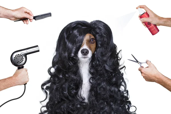 Grooming dog at the hairdressers — Stock Photo, Image