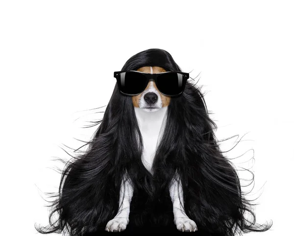 Pflegehund beim Friseur — Stockfoto