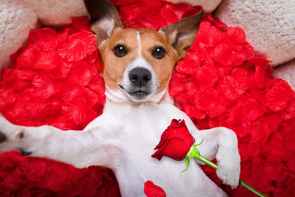 Perro amor rosa valentines selfie — Foto de Stock