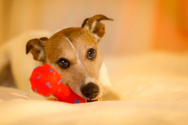 Hond in bed met bal of speelgoed — Stockfoto