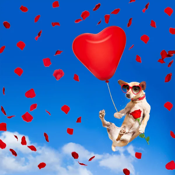 Dog hanging on balloon in  air for valentines day — Stock Photo, Image