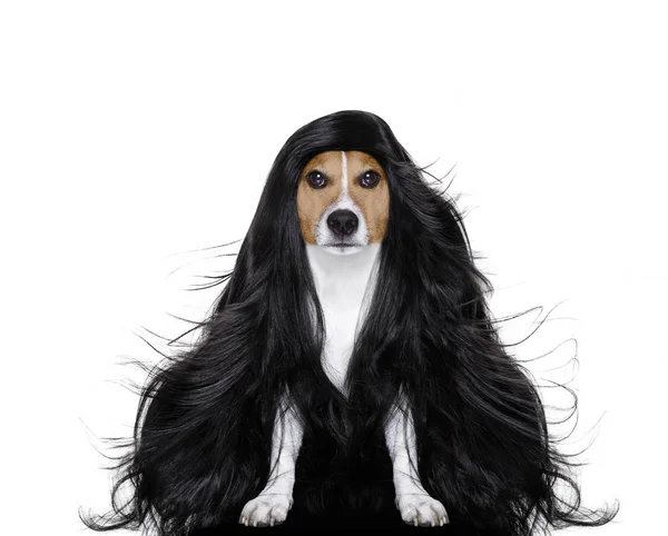 美容美发师的狗 — 图库照片