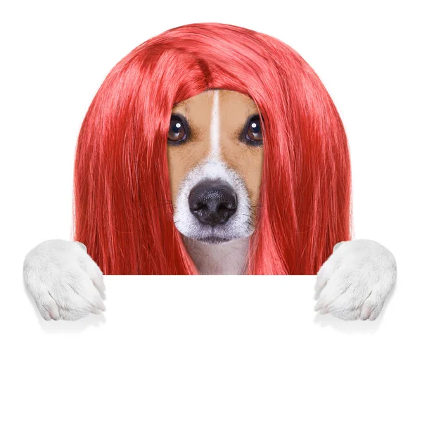 Het verzorgen van de hond bij de kapper — Stockfoto