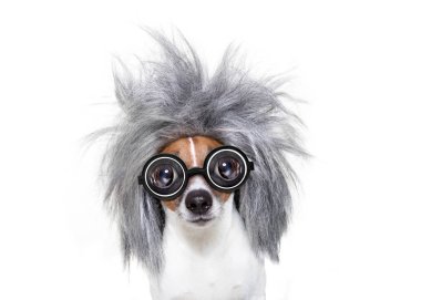 bir fikir ile akıllı Akıllı köpek
