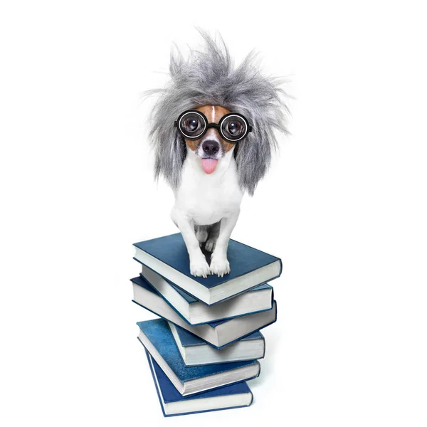 Cão inteligente inteligente com livros — Fotografia de Stock