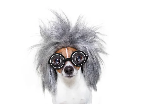 Inteligente perro inteligente con una idea — Foto de Stock