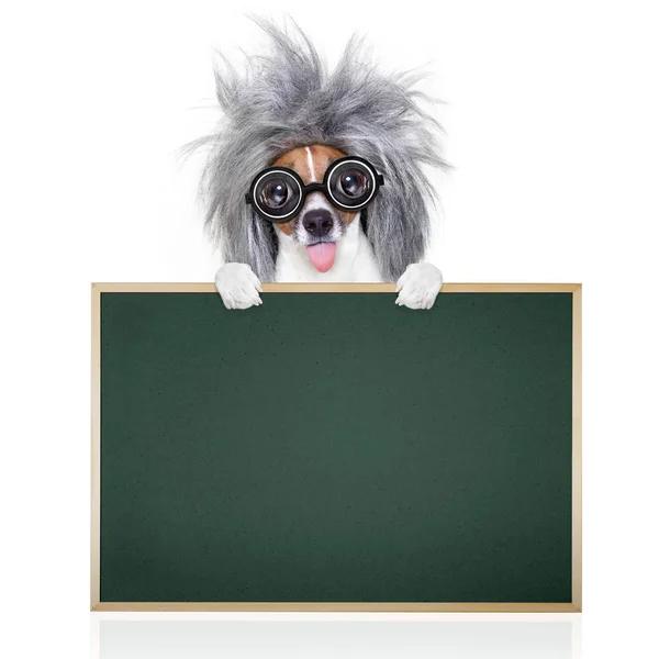 Inteligente perro inteligente con libros —  Fotos de Stock