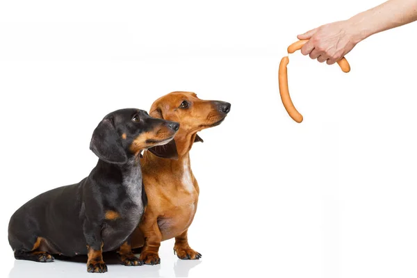 Hungry couple of dachshund with treat — Stock Photo, Image