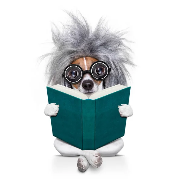 Intelligent smart  dog reading a book — Stock Photo, Image