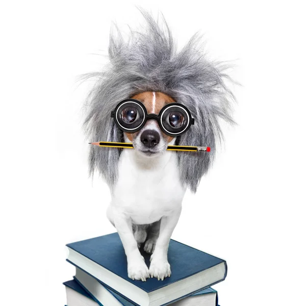 Cão inteligente inteligente com livros — Fotografia de Stock