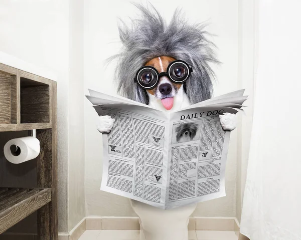 Dog on toilet seat reading newspaper — Stock Photo, Image