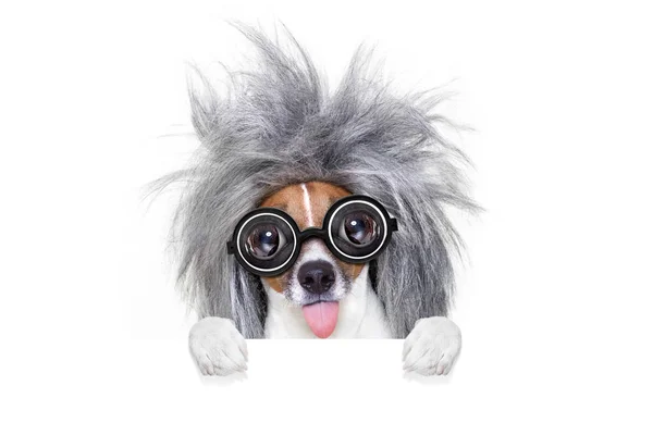 Smart smart dog with an idea — стоковое фото
