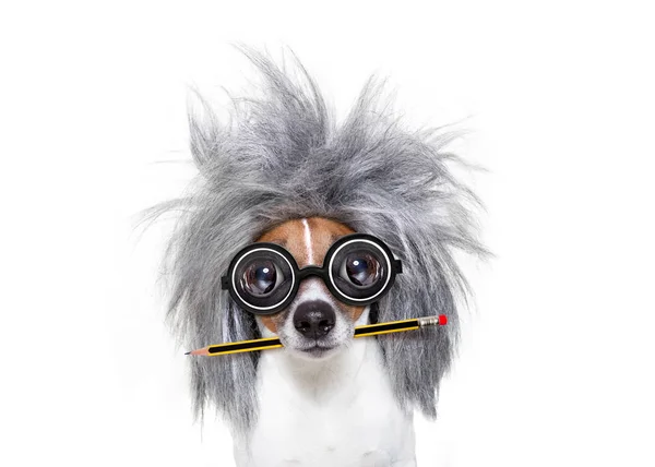 Έξυπνο έξυπνο σκυλί με μολύβι — Φωτογραφία Αρχείου